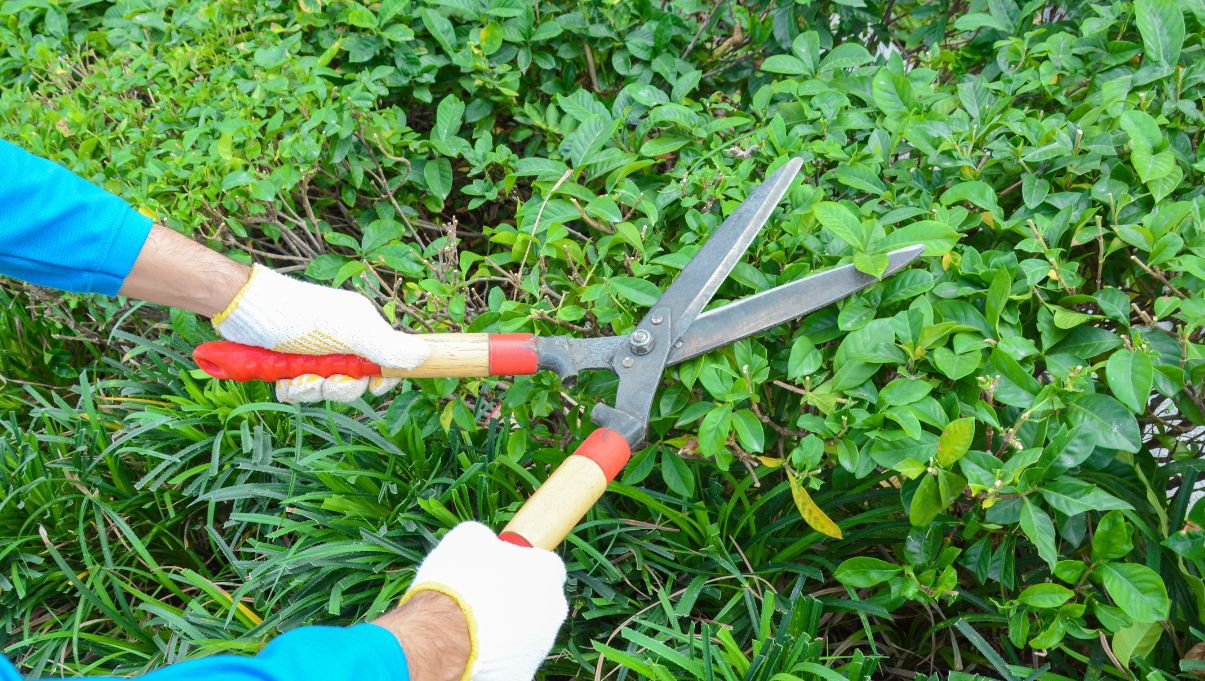 best-hedge-shears